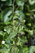 Lippia sp 0258.jpg