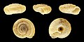 Trochulus graminicola 01.JPG