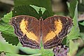 Soldier pansy (Junonia terea fumata).jpg