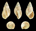 Scutalus bicolor polymorphus 01.JPG