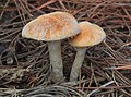 Gymnopilus allantopus (Berk.) Pegler 620619.jpg