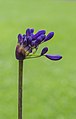 Agapanthus 'Windlebrook' 05.jpg