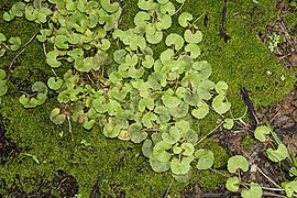 Centella asiatica 6107.jpg