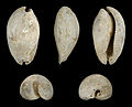 Siphocypraea carolinensis floridana 01.JPG