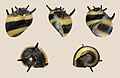 Clithon diadema 01.JPG