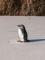 African penguin, Cape Town ( 1050598).jpg