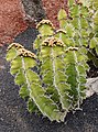 Euphorbia grandialata 01.jpg
