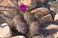 Echinocereus Engelmannii HDR 1.jpg
