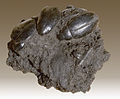 Hydrophilus - La Brea Tar Pits.jpg