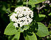 Viburnum in Bulgaria.jpg