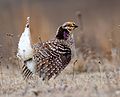 Sharp-Tailed Grouse (26089894256) (cropped).jpg