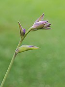 Hosta 'Grand Slam'. (d.j.b.) 02.jpg
