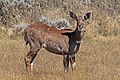 Mountain nyala (Tragelaphus buxtoni) female.jpg