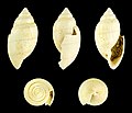 Acteon tornatilis 02.JPG
