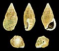 Clypeomorus irrorata 01.JPG