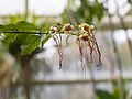 Strophanthus preussii (70120).jpg