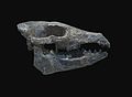 Hyotherium major skull MNHN.jpg