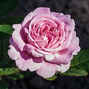 Rosa 'Rosengräfin Marie Henriette' (actm).jpg