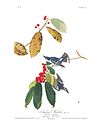 "Azure Warbler" in Audubon's Birds of America.jpg