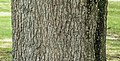 Bark of Atlas Cedar.jpg