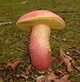 Boletus pallidoroseus 245628.jpg
