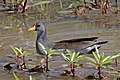 Lesser moorhen (Paragallinula angulata).jpg