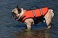 French bulldog in life jacket.jpg