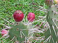 Tunas Silvestre - panoramio.jpg