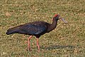 Red-naped ibis (Pseudibis papillosa).jpg
