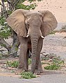 Desert elephant (Loxodonta africana) male.jpg