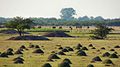 CAMPO MINADO DE TERMITAS - panoramio.jpg