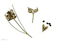 Genista radiata MHNT.BOT.2018.6.17.jpg