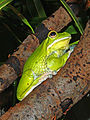 Litoria infrafrenata 01.JPG