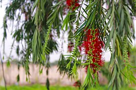 Callistemon Bottlebrush.jpg