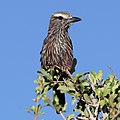 Purple roller (Coracias naevius mosambicus).jpg