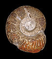 Protogrammoceras depressum 01.JPG