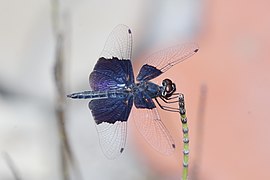 Rhyothemis triangularis-5822.jpg