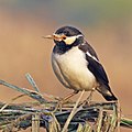 Asian pied starling (Gracupica contra).jpg