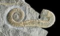 Macroscaphites tirolensis 01.jpg