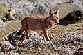 Ethiopian wolf (Canis simensis citernii).jpg