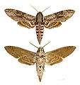 Agrius convolvuli MHNT.jpg