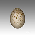 Aigle fascié MHNT.jpg
