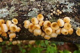 Cookeina sp 7091.jpg