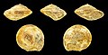 Obornella laevigata 01.JPG
