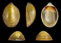 Septaria luzonica 01.JPG