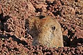 Giant mole-rat (Tachyoryctes macrocephalus).jpg