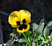 Viola x wittrockiana (Pansy).jpg