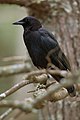 American Crow Great Smoky Mtns N P (28845865).jpeg