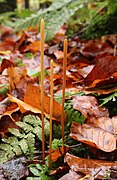 Röhrige Keule-Macrotyphula fistulosa.jpg