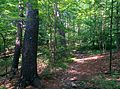 Blue trail - panoramio.jpg